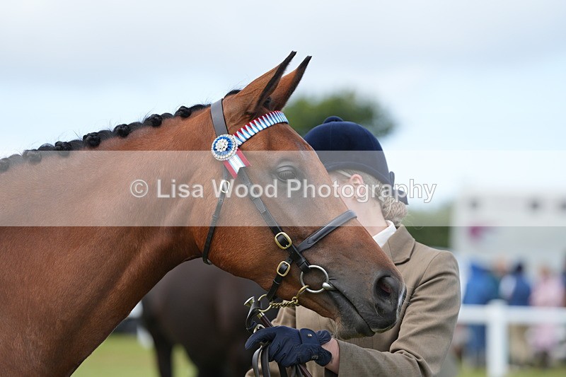 DSC06370 - Class 55: Hunter/Riding Horse/Hack 3 & 4 yr olds