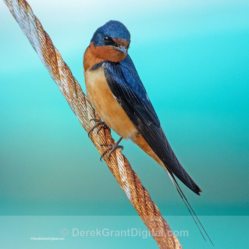Barn Swallow ♂ Hirundo rustica - Birds of Atlantic Canada