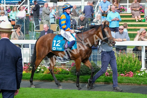 080925-Race 4-Zain Blue-9096 - Race 4 4.00pm Sky Bet Extra Places Middle Distance Handicap