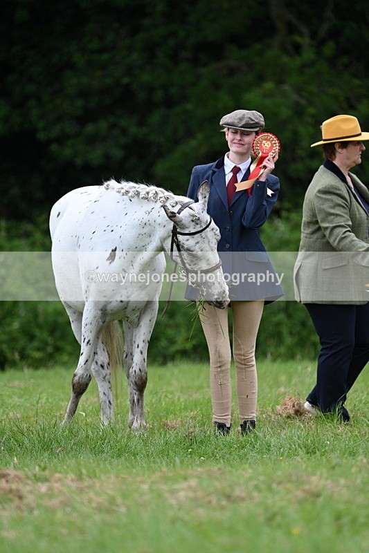 WJ7_4525 - Class 14B Prettiest Mare