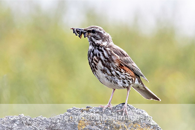 Redwing - Iceland