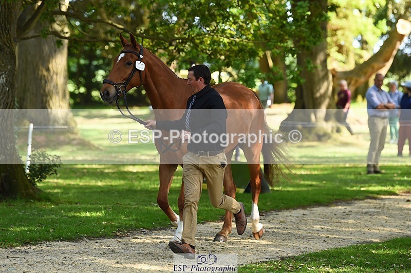 230524-164142-01026 - 111-CREEVAGHSTABLES_IFICUDIWUD-Tim_Cheffings-WEDTrotUp+DR