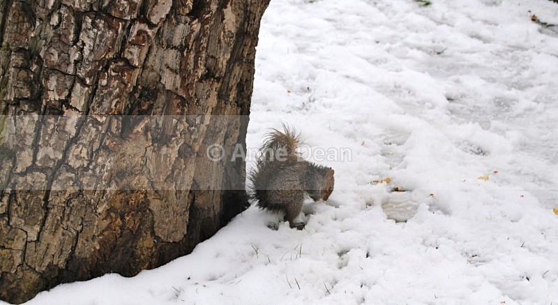 It must be here somewhere... - Wildlife in the UK