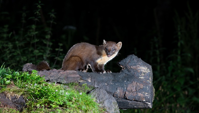 Pine Marten - Wildlife