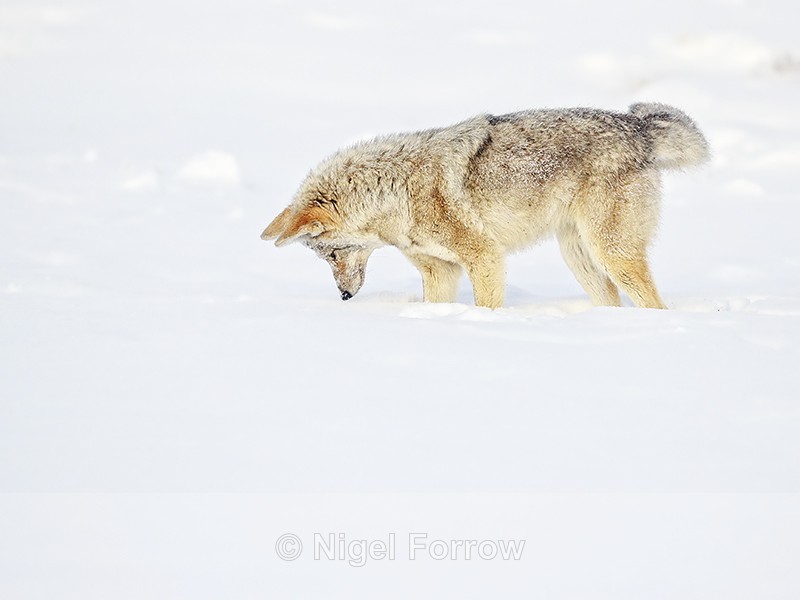 Coyote looking for prey under snow, Yellowstone National Park - Coyote