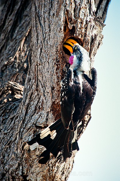 Eastern Yellow-Billed Hornbill, Shaba, Kenya