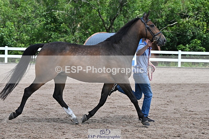 240718A-105246-01129 - Trot Up 12pm to 1pm