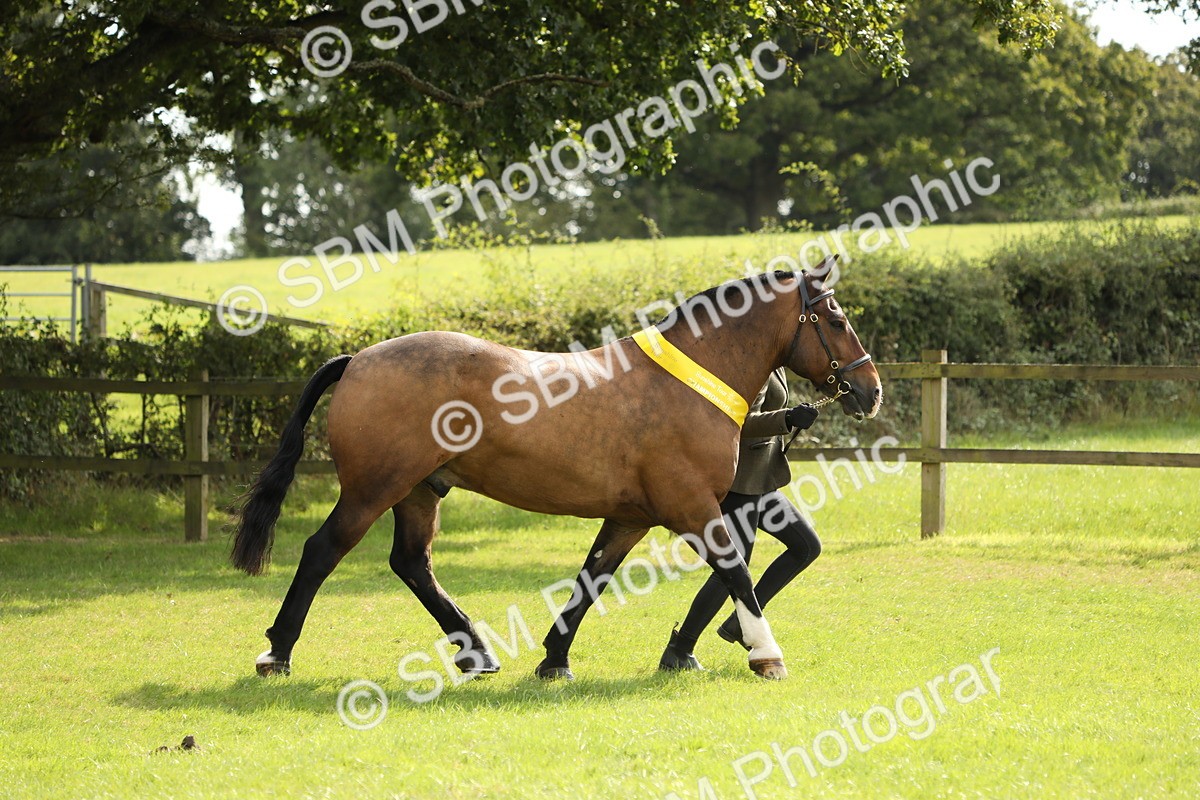 SBM_66267 - In Hand Pony & Youngstock Supreme Championship