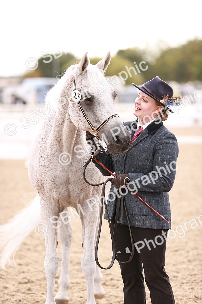 SBM_16234 - Class412 - Handsome Gelding (IH  or Ridden) Adult