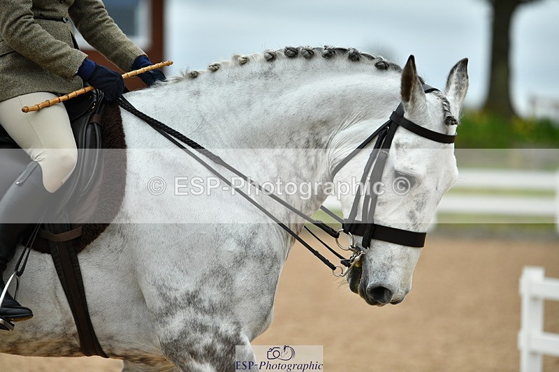 230416A-142156-05105 - Cls 67 Ridden Show Hunter