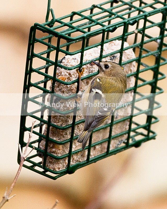 20090103-076 - Wren & Goldcrest
