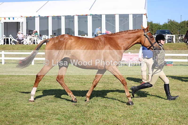 3E7A5693 - Class 2: Rising Star Large Hack/Riding Horse