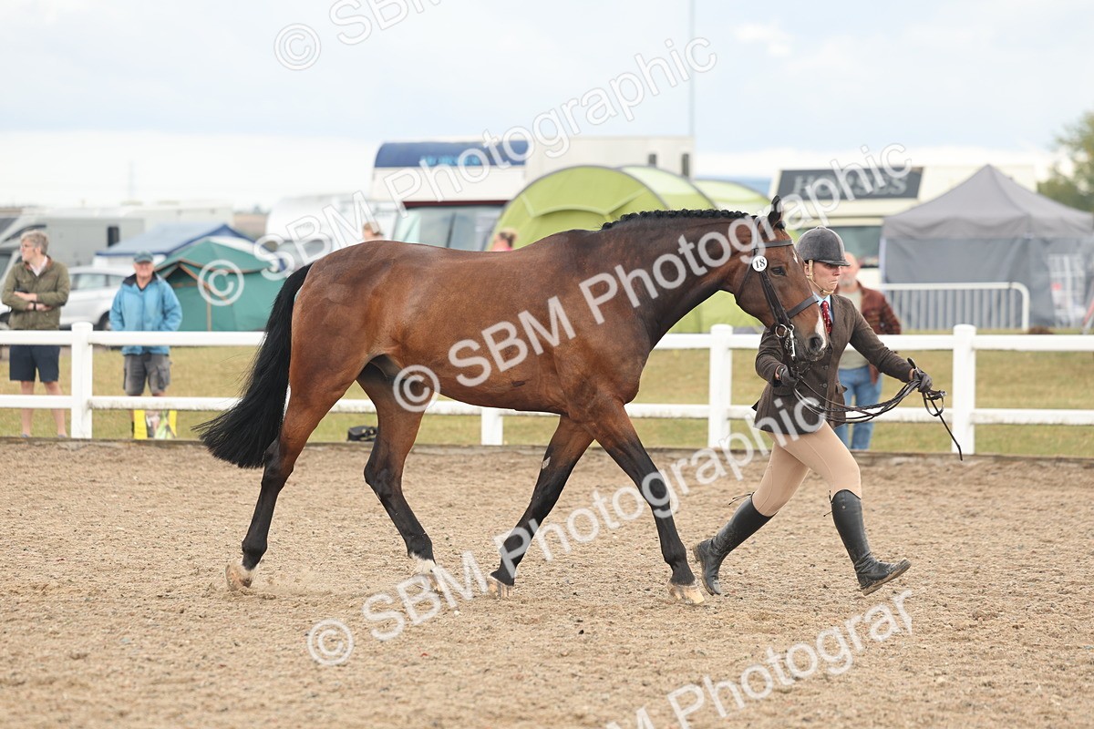 SBM_07884 - Class 28 - IH Veteran Horse