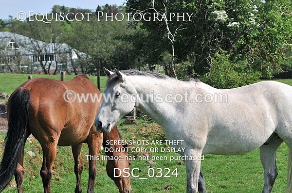 DSC_0324 - ARCHIVE REQUEST - Quincy and Guinness