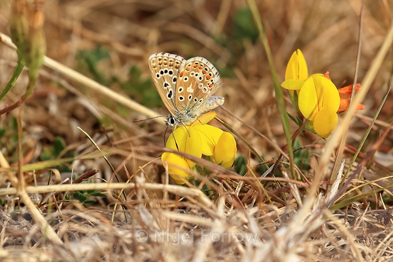Adonis Blue, Seacombe Bottom, Dorset - INSECTS
