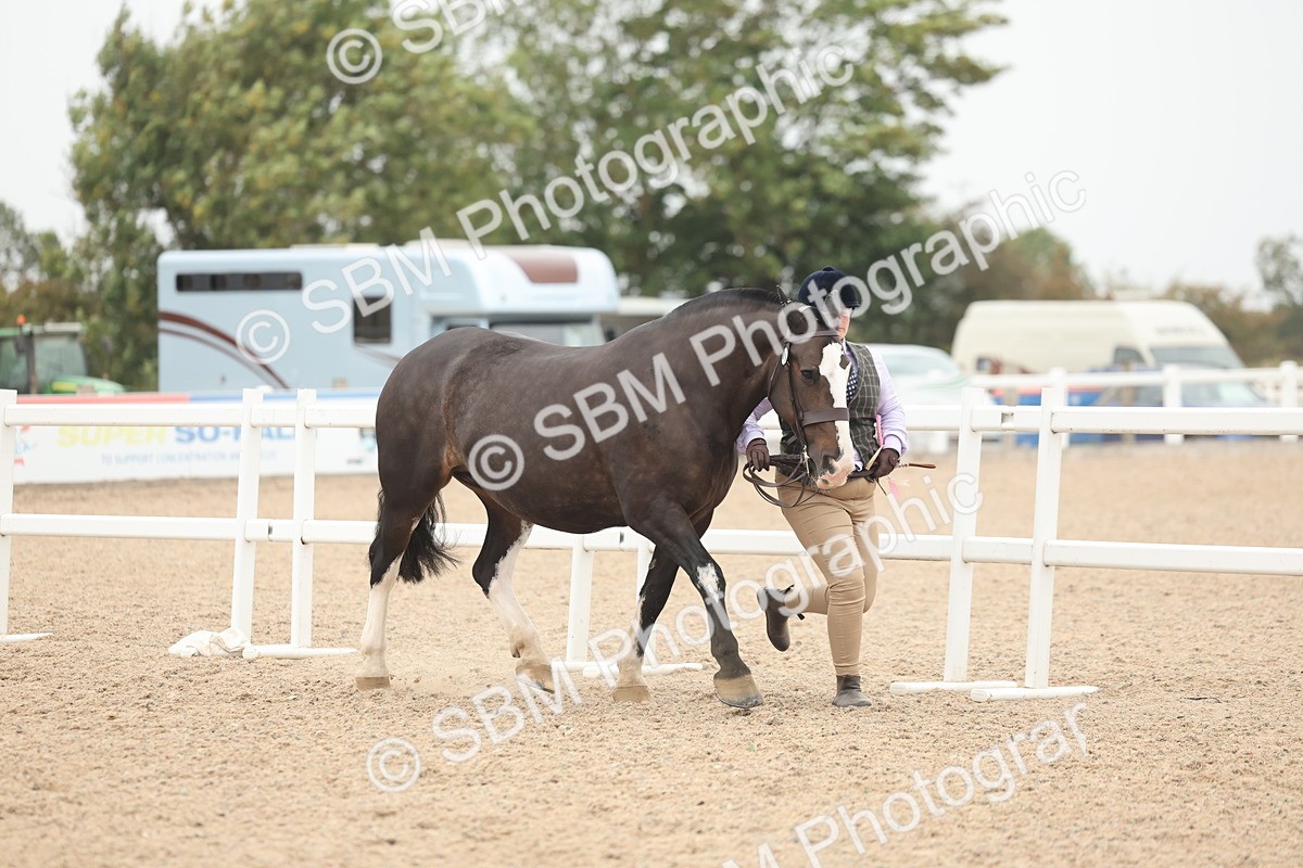 SBM_19924 - Class 318 - IH Part Bred Horse-Pony