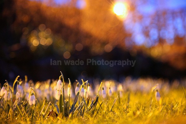  - Wild Flowers,  plants & Fungus photography, Great Britain