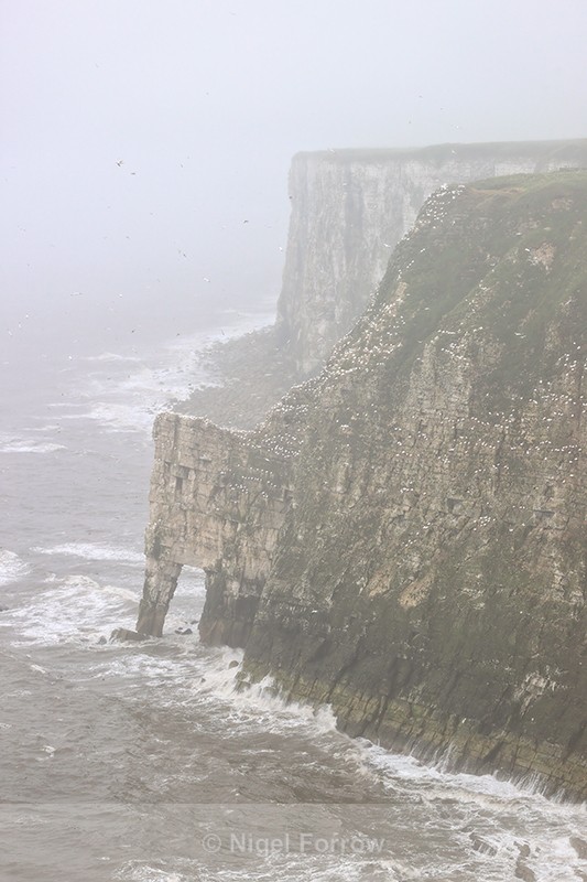 Misty scene at Bempton Cliffs, Yorkshire - Yorkshire, England