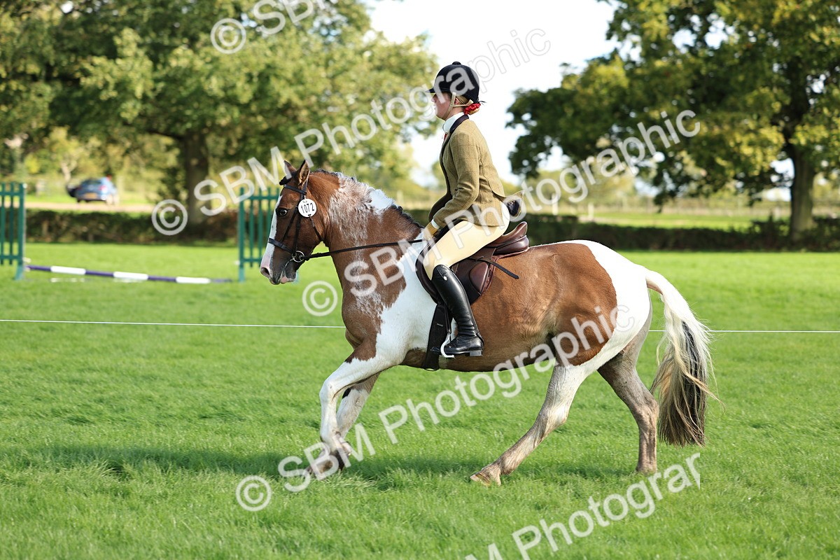 SBM_45486 - S33 - Working Hunter Pony