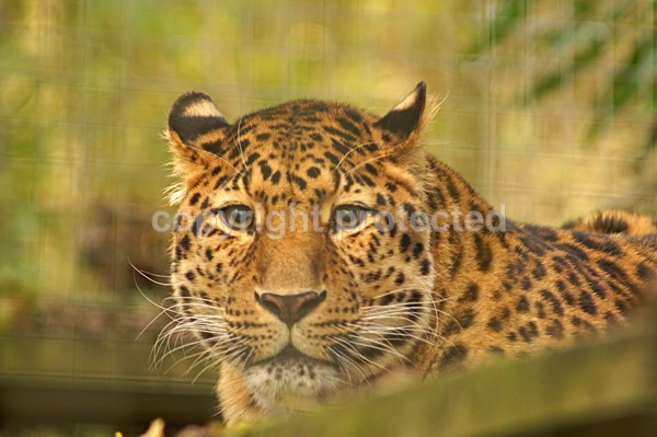 Amur Leopard - Manx - Our Bird of Prey and Leopard Images