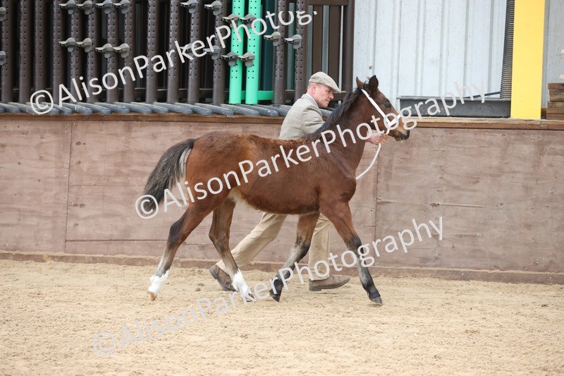 20251109-0768 - Class 24 - Foals