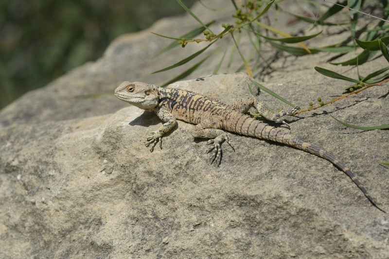 2017-11-07-22-13-36  mm f  iso - Mammals, Reptiles, Domestic Animals