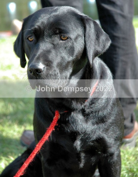 Glamis 24 - Walking the Dog