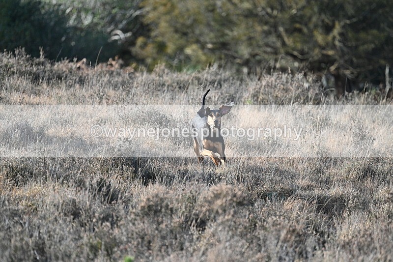 WJ7_7888 - Line 3 (no line 4 or 5)