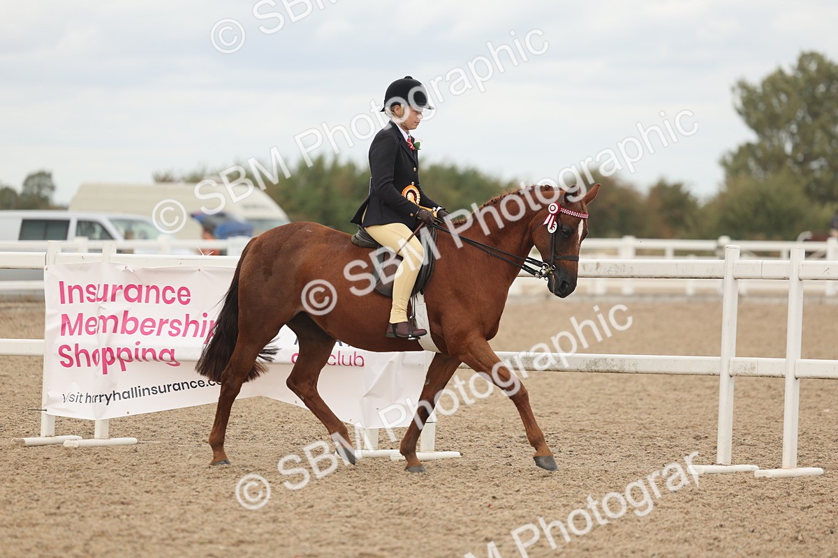 SBM_16089 - Class 311 - Ridden Show pony-Show hunter Pony