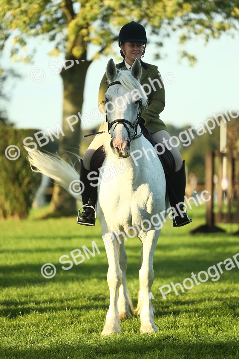 SBM_55556 - S14 - Riding Club Horse
