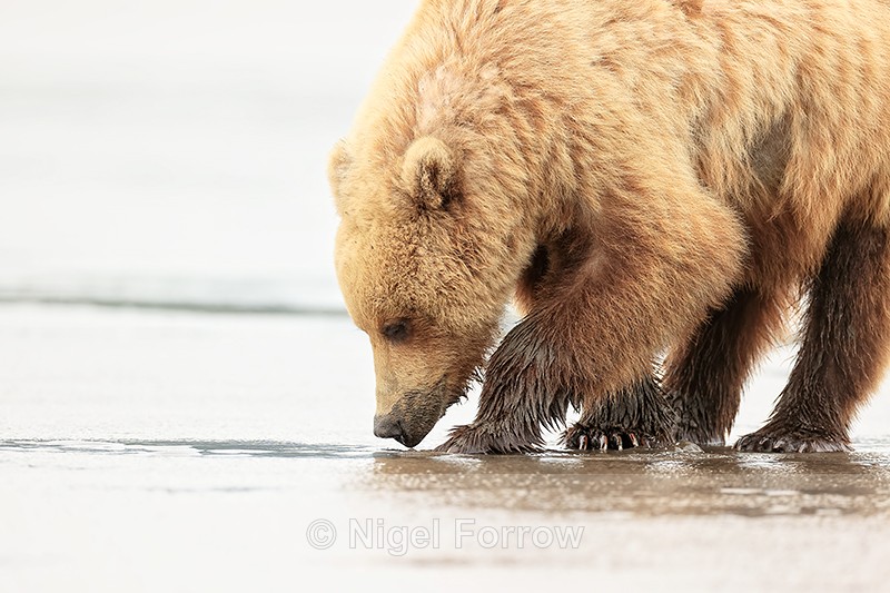 Brown Bear sniffing for clams, Silver Salmon Creek, Lake Clark, Alaska - Brown Bear