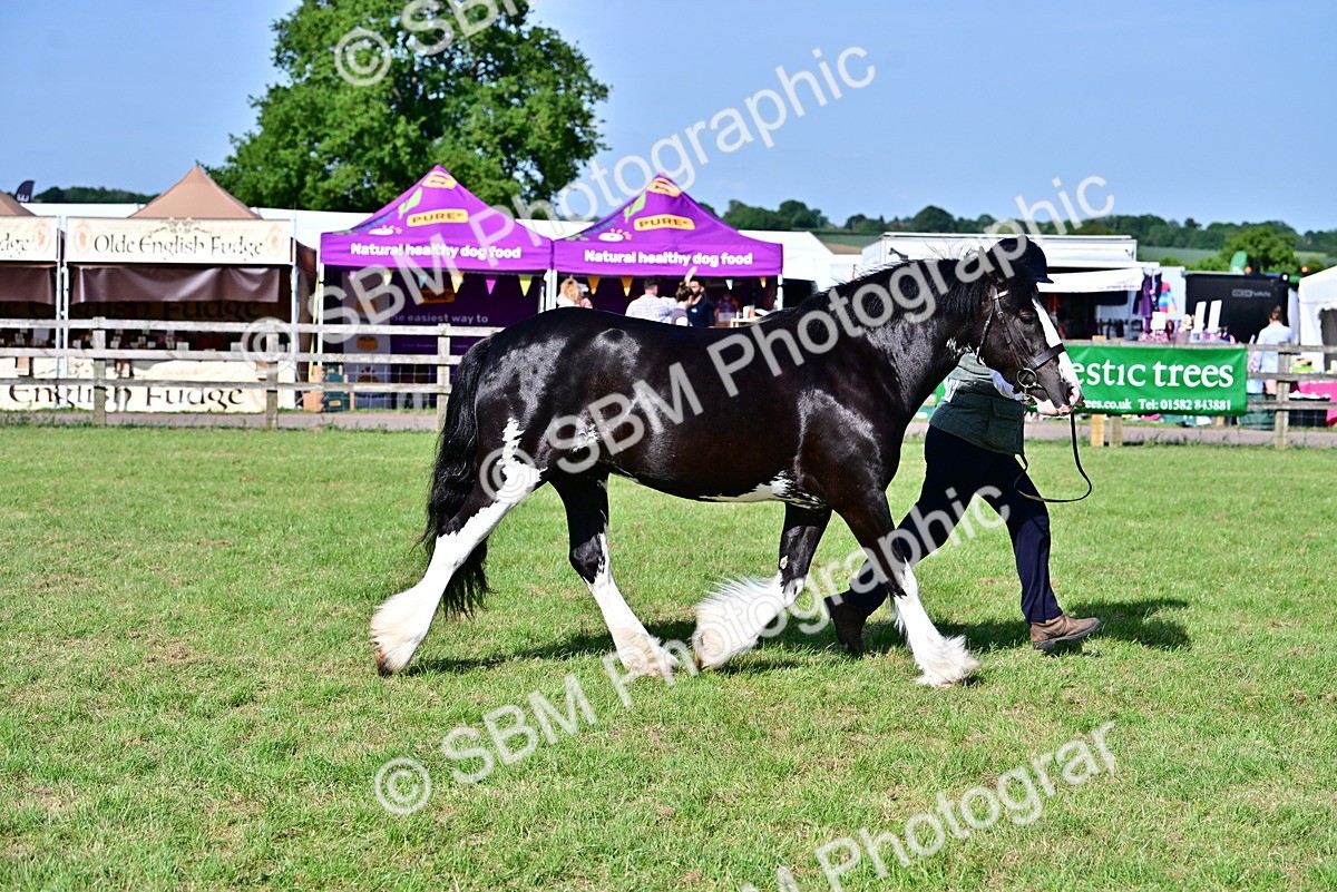 SBM_10117 - Class 63-65 - Traditional Gypsy Cobs In Hand & Ridden