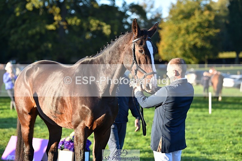 231022-085006-21388 - 644-HANDS.FREE-Alec.Miles-TrotUp+SJ