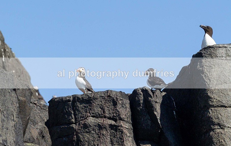 _CNP0402 - Farne Isles
