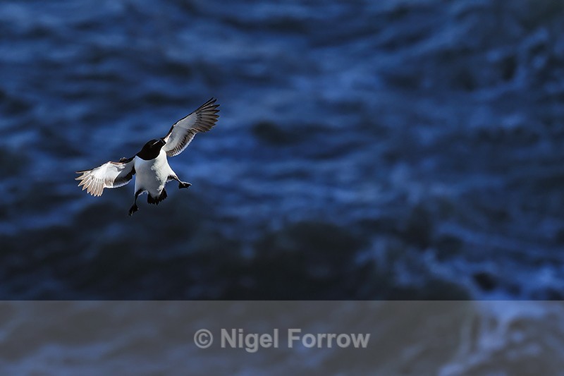 Razorbill flying, dark blue water background, Flamborough Head - Razorbill