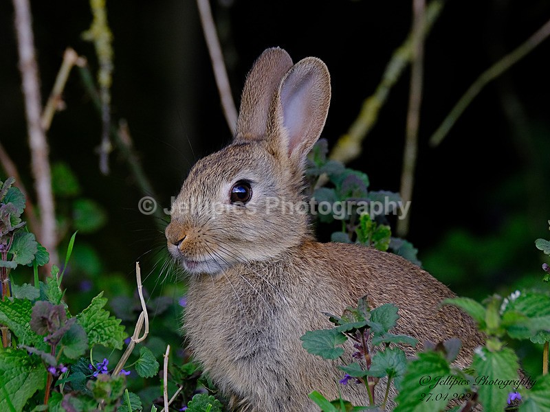  - Wildlife and Nature