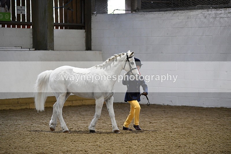 WJ5_4640 - Class 3 Part Bred In hand