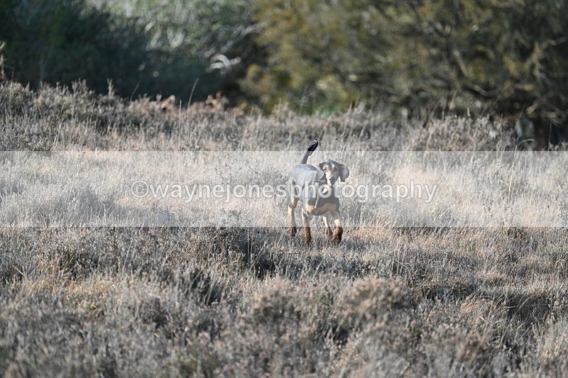 WJ7_7886 - Line 3 (no line 4 or 5)