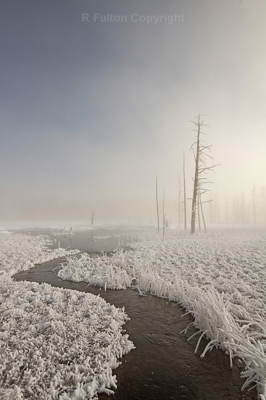 Mist and Trees - Yellowstone