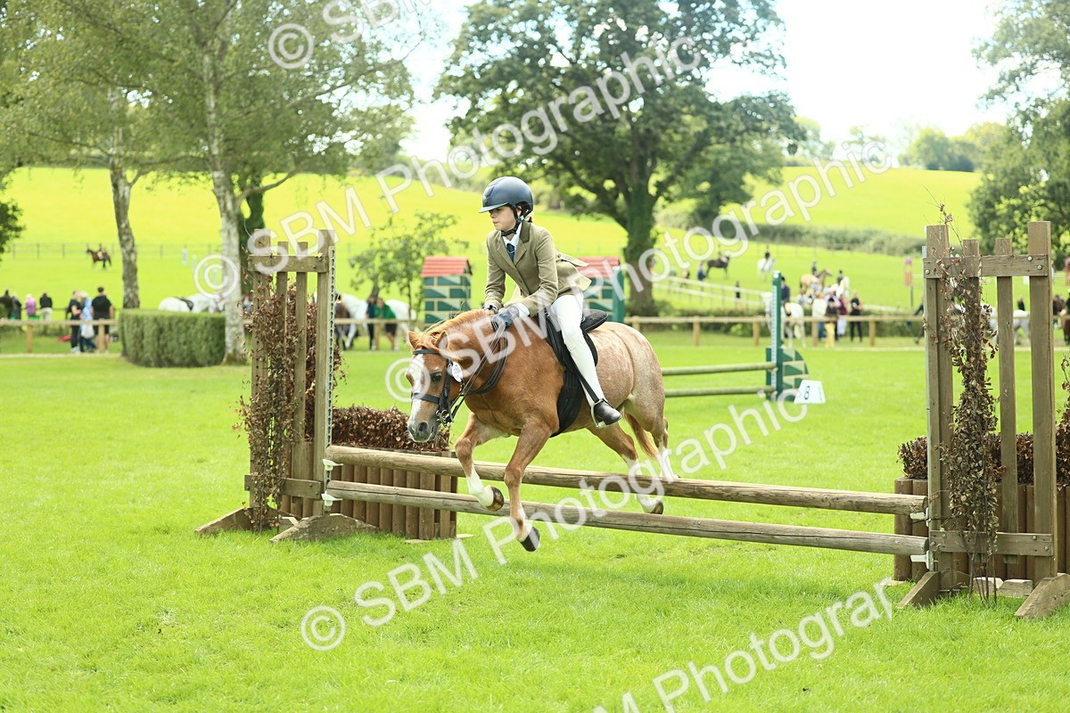 SBM_42734 - S30 - M&M Working hunter Pony
