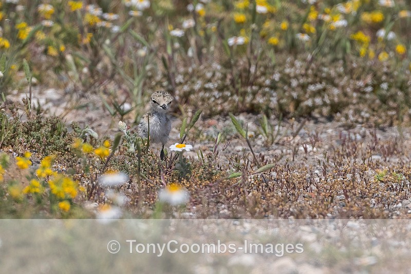 Kentish Plover chick - Lesvos ~ Wading Birds