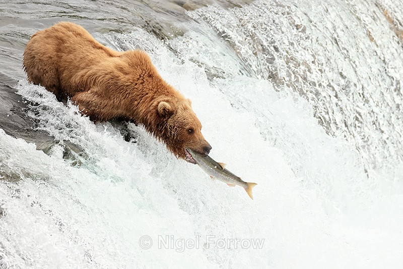Brown Bear grabs jumping Sockeye salmon headfirst, Brooks Falls - Brown Bear