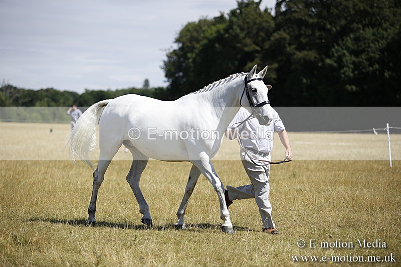 _C7A9779 - BVRC Sow 2018 Ring 2