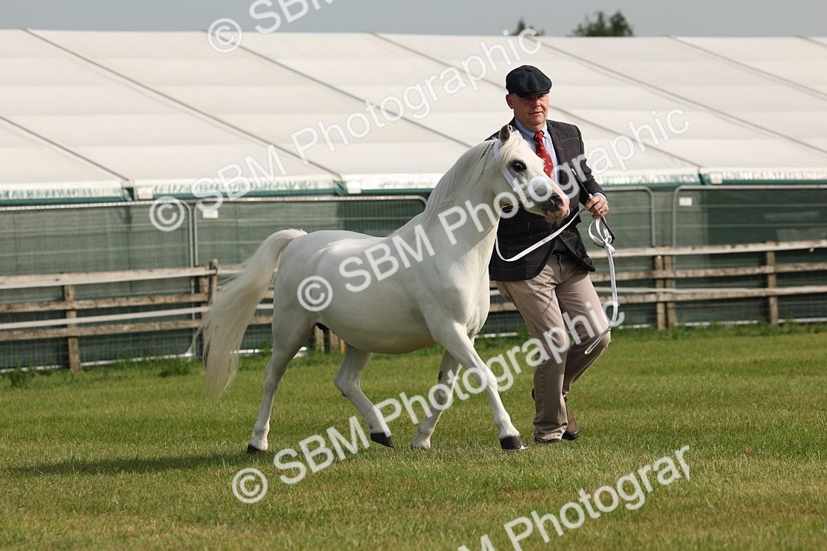 SBM_00526 - Class 6-13 - Mountatin and Moorland In Hand Welsh Breeds