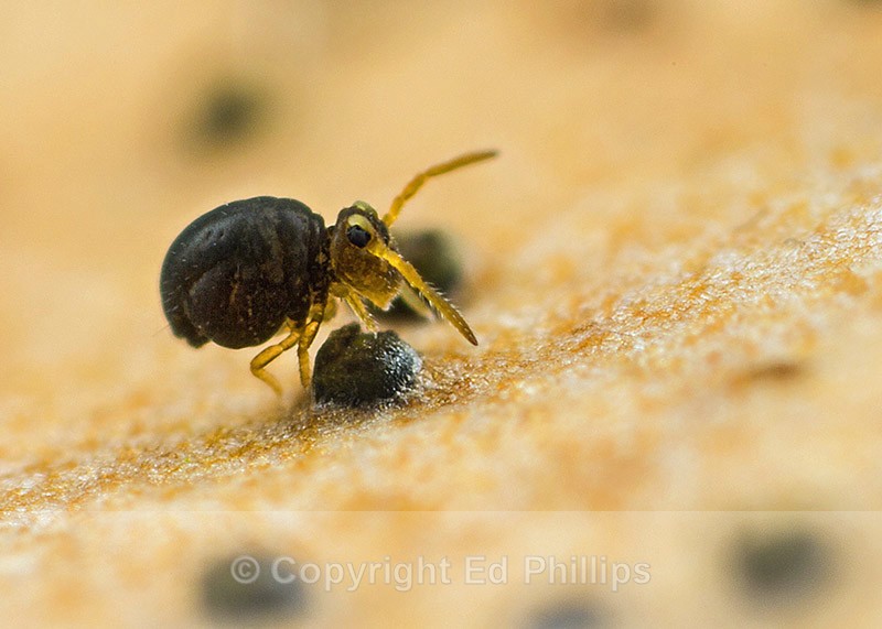 Sminthurinus igniceps - Sminthurinus igniceps