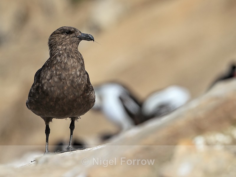 Brown Skua, Carcass Island, Falklands - Falkland (Brown) Skua