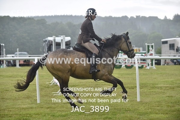 JAC_3899 - 55cm WORKING HUNTER