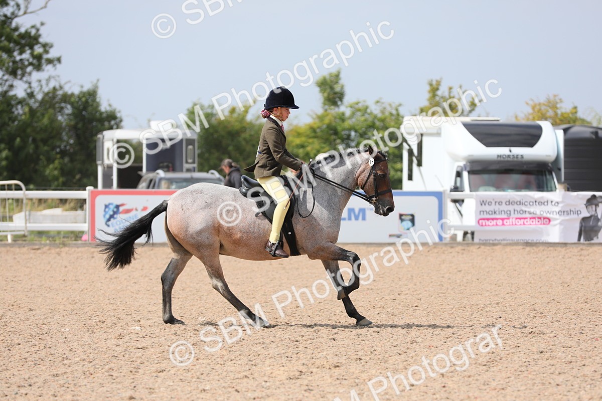 SBM_15589 - Class 311 Ridden Show Pony/ Show Hunter Pony