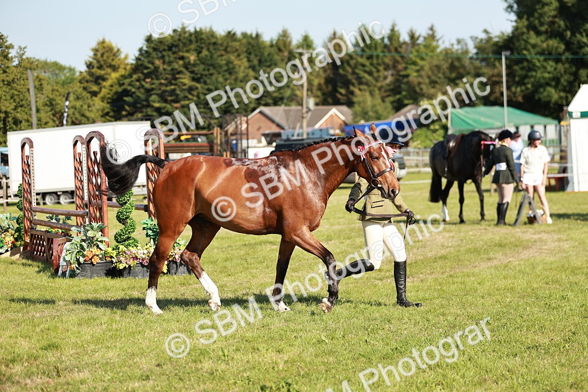 SBM_19307 - Class 115-116 - LIHS BSHA Rising Star Working Hunter & Show Horse