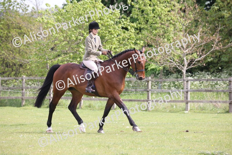 20260426-4326 - Class 34 - Best Riding Horse Over 14.2hh